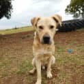 Photo of Bo'jangles (At Rspca Big Adopt Day Sept 19 Brisban