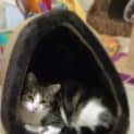 Photo of Tildi (Tripod)
