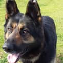 Photo of Diesel On Hold Pending Adoption