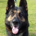 Photo of Diesel On Hold Pending Adoption