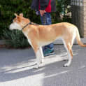 Photo of Indi