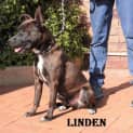 Photo of Linden