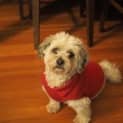 Photo of Cujo & Harry