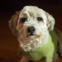 Photo of Cujo & Harry