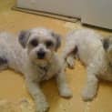 Photo of Cujo & Harry