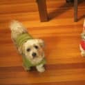 Photo of Cujo & Harry