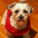 Photo of Cujo & Harry