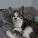 Photo of Olive