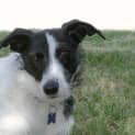 Photo of Murphy