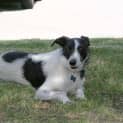 Photo of Murphy