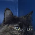 Photo of Fluffy