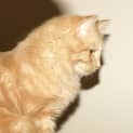 Photo of Cheech