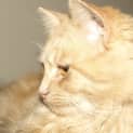Photo of Cheech