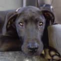 Photo of Cleo