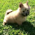 Photo of Munchkin ~ Teacup Pom X Maltese (On Trial 31/7/15)