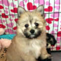 Photo of Munchkin ~ Teacup Pom X Maltese (On Trial 31/7/15)