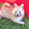Photo of Munchkin ~ Teacup Pom X Maltese (On Trial 31/7/15)