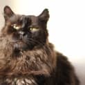 Photo of Salem The Bear Cat