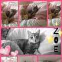 Photo of Zoe Spunky Kitten!