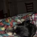 Photo of Archie