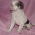 Photo of Shandy