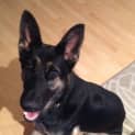 Photo of Lochie On Hold Pending Adoption