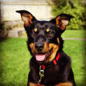 Photo of Brownie