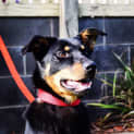 Photo of Brownie