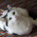 Photo of Indigo