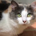 Photo of "Josephine" Purrfect Match