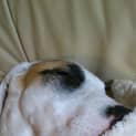 Photo of Caesar