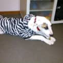 Photo of Caesar