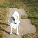 Photo of Caesar