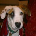 Photo of Caesar