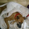 Photo of Caesar
