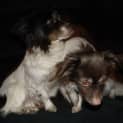 Photo of Junior And Odie