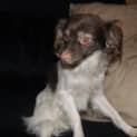 Photo of Junior And Odie