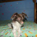 Photo of Junior And Odie