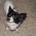 Photo of Junior And Odie