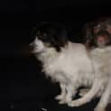 Photo of Junior And Odie