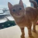 Photo of Chester