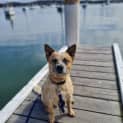 Photo of Bowie   2 Year Old Cattle Dog