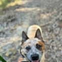 Photo of Bowie   2 Year Old Cattle Dog