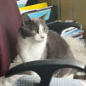 Photo of Misty