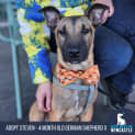Photo of Steven 4 Month Old German Shepherd X (Trial)
