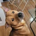 Photo of Rusty