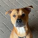 Photo of Rusty