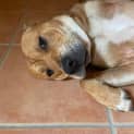 Photo of Rusty