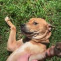 Photo of Rusty
