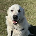 Photo of Moe (Was Loki)